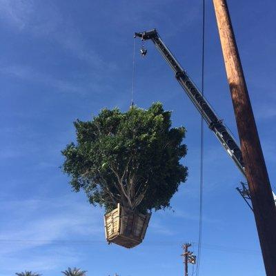 Boxed Ficus