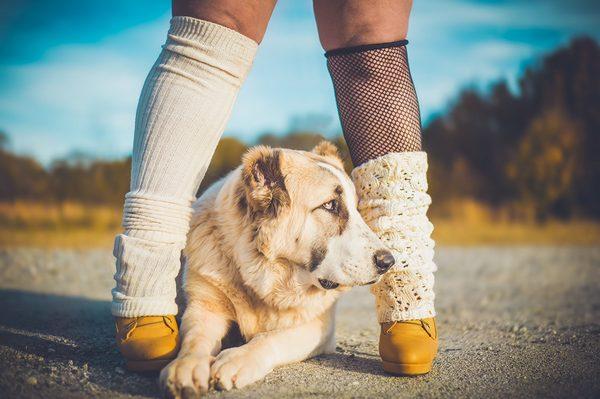 Advertisement photo of shoes and Alabai dog.