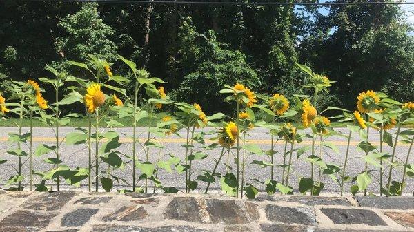 Sunflowers in bloom