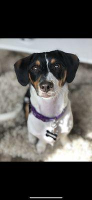 Dachshund and Jackrussel Mix