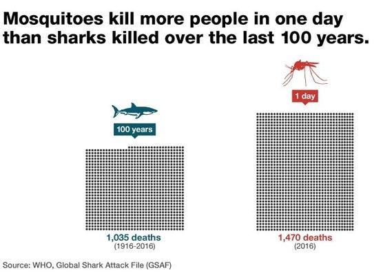 Day 7 of shark week: Your daily shark bite: Mosquitoes kill more people in one day than sharks in 100 years! #MosquitoWeek