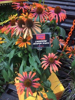 Multicolor echinacea