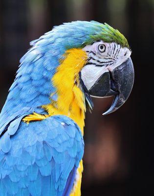 Poncho, our Blue & Gold Macaw