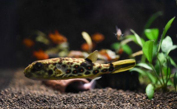 Cross River Puffer (Tetraodon Pustulatus)