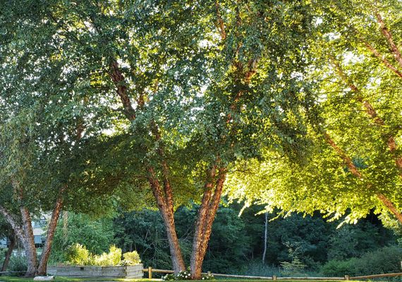 Late Summer Evening in the garden