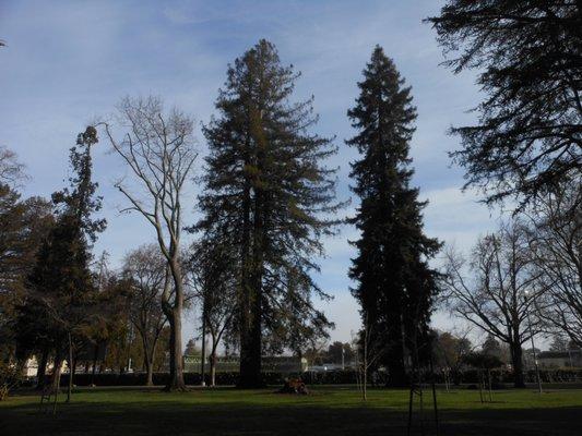 view of trees