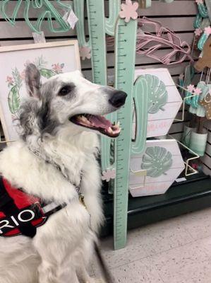 RioTheBorzoi loves to get his "knickknacks" at Kirtland, he sits at 44 inches high!