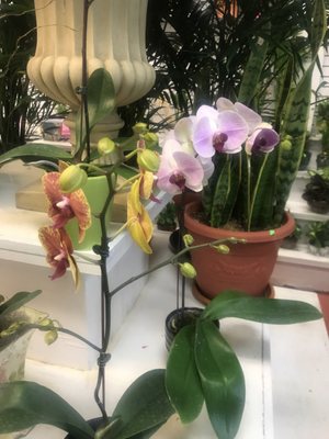 Lots of nice Orchids