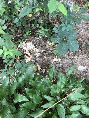 animal feces around tree near the house