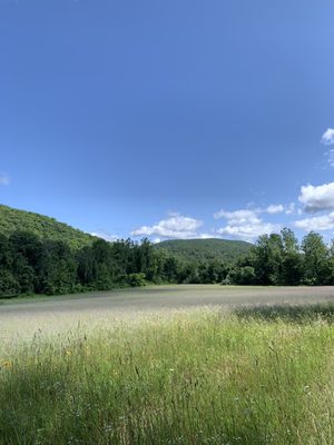 Meadow of thistle off the trail