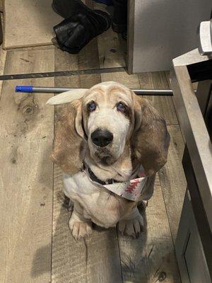 Freshly groomed 13-year-old basset hound