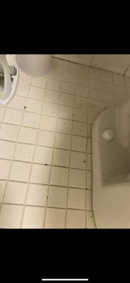 Ants EVERYWHERE in the bathroom.