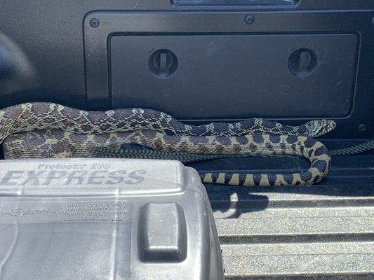 8' bull snake taken from garage