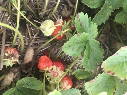 Wyatt's strawberry patch