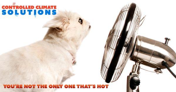 Your Dog isn't the only one that's hot this summer!