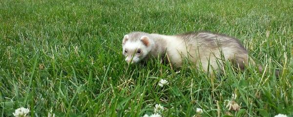 Meet Tiffany a wonderful ferret with a sweet disposition. And look she even likes to go outdoors! Pet visits are always fun!