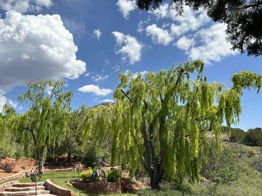 Weeping willows corrective pruning