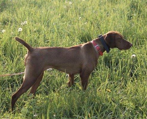 Just Bird Dog Kennels