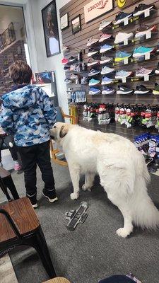 Helping the customer find the perfect shoe