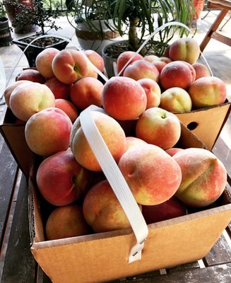 Pick your own peach $10/bushel