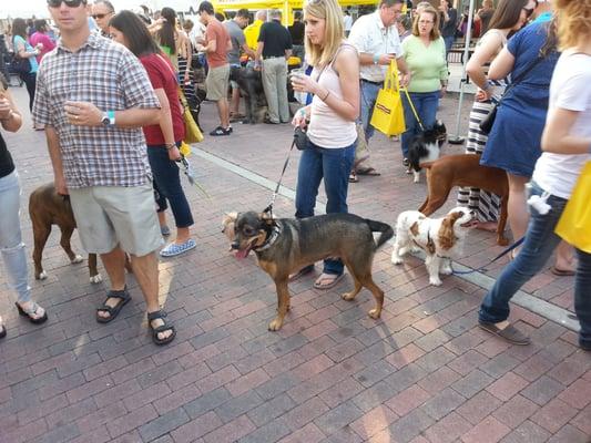 Orlando Sentinel Annual Bark And Brew Yappy Hour