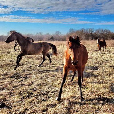 JF Ranch Performance Horses