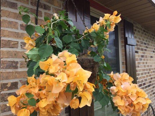 Bougainvillea