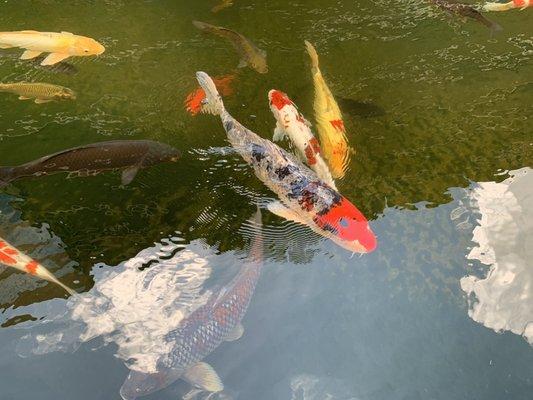 Koi fish