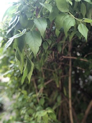 Plant closeup