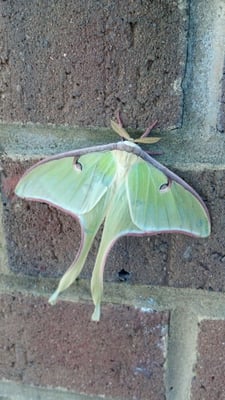 Lunar moth