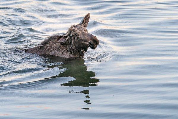 Active young bull moose playing in Potter Marsh during [Sunset Photo Safari]