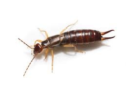 Earwig