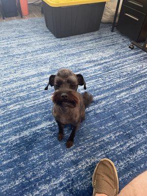 Office dog. Mr Westley and his Mohawk.