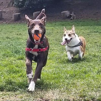 Playing fetch at Douglass dog park