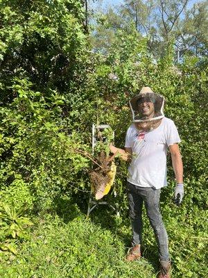 Bee hive relocation from 20ft tree in West Palm Beach . The whole hive was rescued alive.