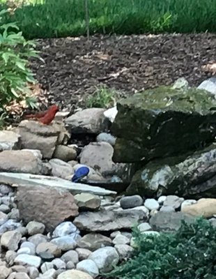 Bubbling rock being enjoyed by birds.