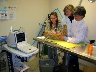 Sandy, Julie & Dr Teders giving Xavier an ultrasound at Animal Hospital of Richmond