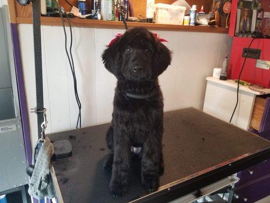 Her first groom ever. I mean look at those bows, so adorable.