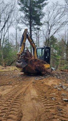 Stump removal for a driveway expansion