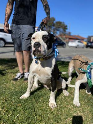 Beautiful JoJo looking his best 
Available for adoption