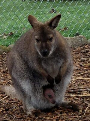 A baby wallaby!!!!!!  3 3 3