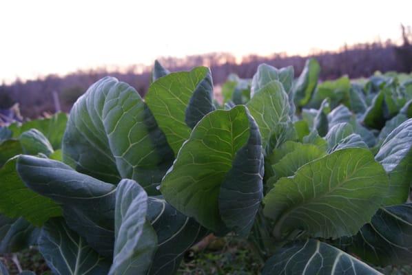 Ready to harvest early in the morning.  We use organic fertilizers and organic pest control methods to grow beautiful veggies.