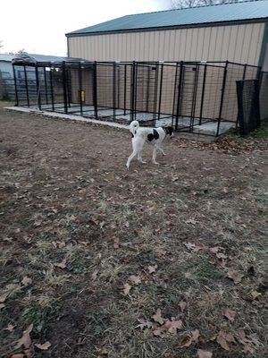 Trixie enjoying the extra large exercise yard.