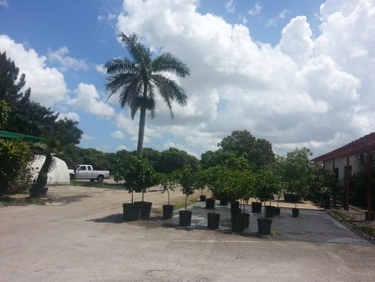 They are located next doors to one of the most awesome nurseries in Broward.