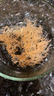 Sea moss, washed, ready for soak.