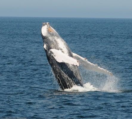 Breaching humpback on Viking a Fleet/CRESLI trip