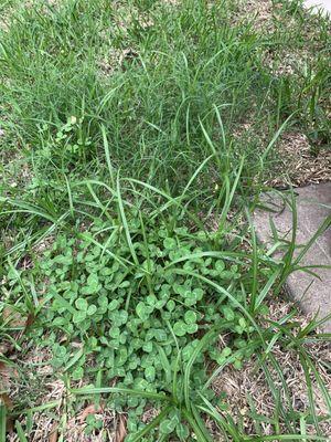 Clover, mixed with weeds and Bermuda...NOT St Augustine!