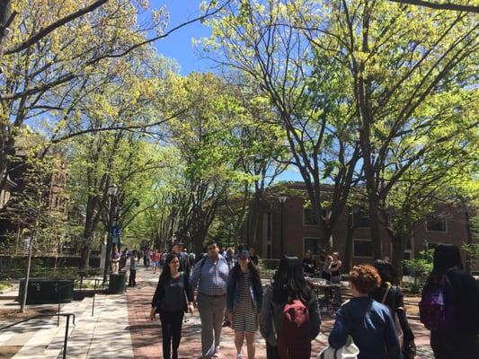 Locust Walk in Spring.