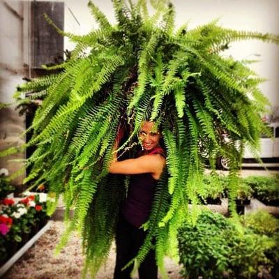 Huge Fern