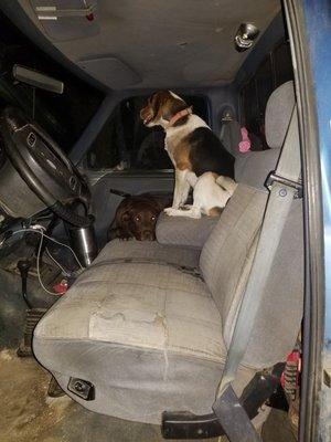 Dogs in the truck